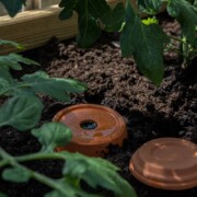 Eine Terrakotta-Olla, Teil eines cleveren Bewässerungssystems im Garten, ist teilweise in dunkler Erde zwischen gesunden grünen Tomatenpflanzen in einem Hochbeet mit Holzeinfassung vergraben. Das Sonnenlicht dringt durch die Blätter und beleuchtet diese inspirierende Gartenideen-Szene.