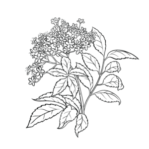 Allgemeines Holunderblüte