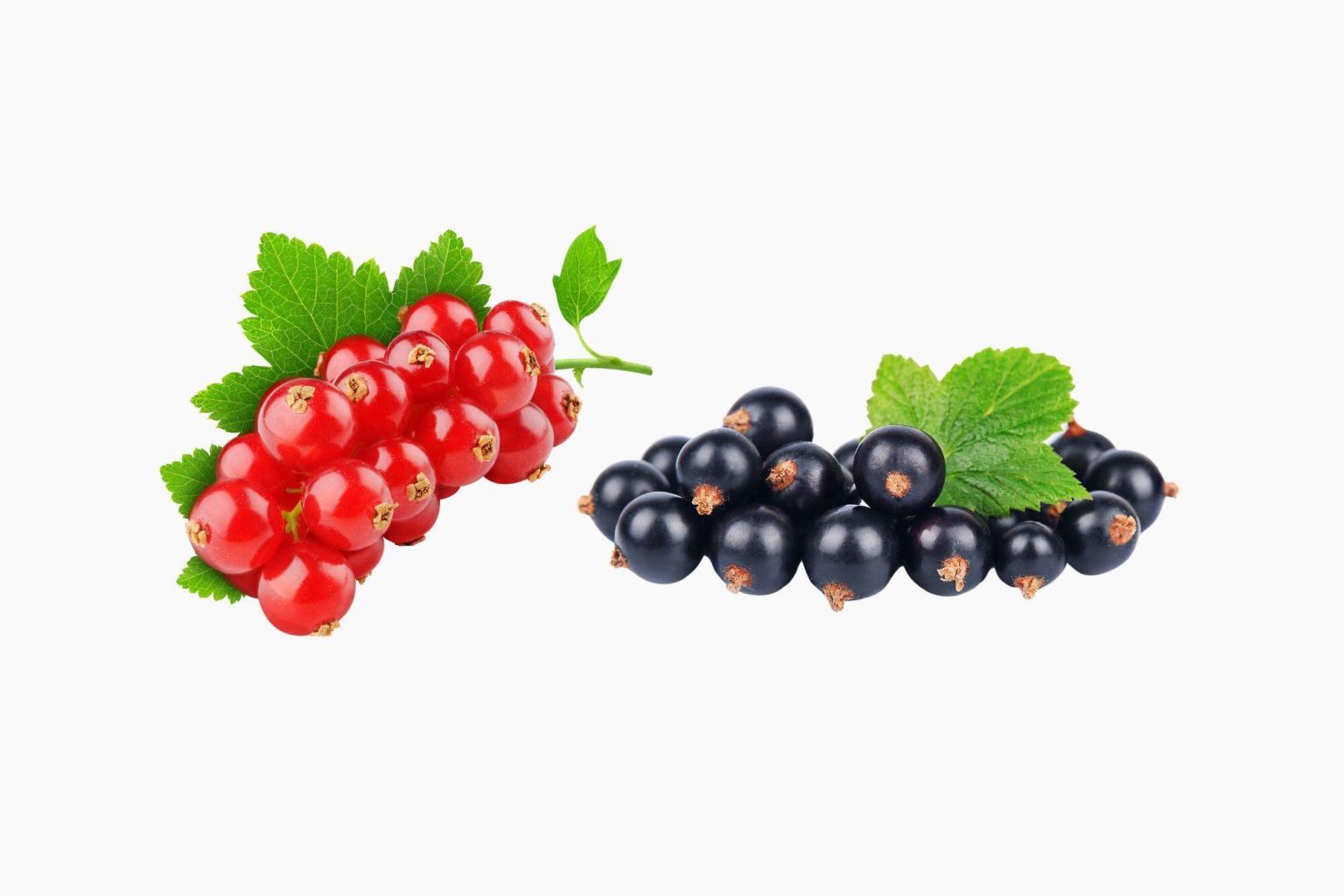 Alles über Johannisbeeren: Infos &amp; Johannisbeer Rezepte
